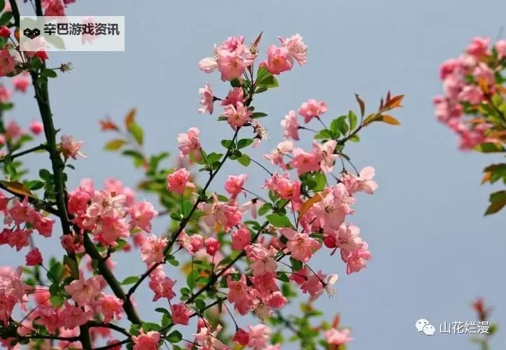 探索春日精彩时光：畅享四月五月播播网的精彩内容图1