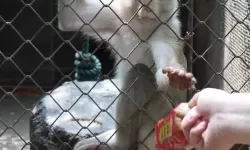 探索性色农村人动物园：乡村里的奇幻人与动物共舞