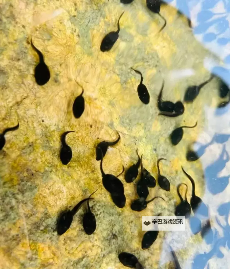 高清赏析：蝌蚪窝高清画面展现生命的奇迹图1