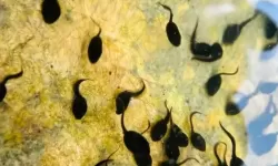 高清赏析：蝌蚪窝高清画面展现生命的奇迹