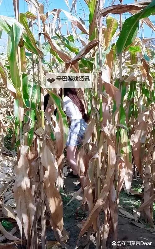 奇幻冒险：玉米地刮伦的秘密之旅图2