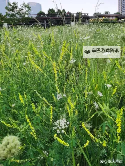 探索青春之美：青青草69带你感受纯真时光图1