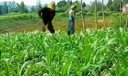 奇幻冒险：玉米地刮伦的秘密之旅