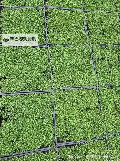 人草人人：探索共存与互助的未来之道图1