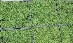 人草人人：探索共存与互助的未来之道