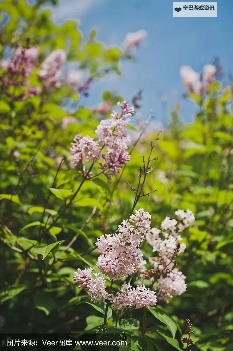 性感丁香五月：绽放迷人魅力的夏日风采图1