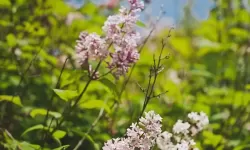 性感丁香五月：绽放迷人魅力的夏日风采