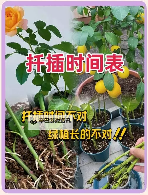 探索日本72种扦插方式的全面指南与实践技巧图1