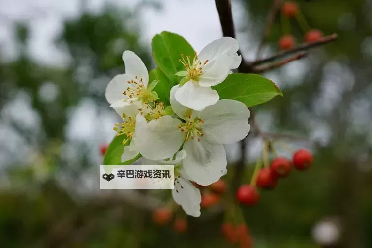 优质RB灌溉JY系统助力海棠高效生长与丰收图1