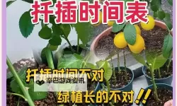 探索日本72种扦插方式的全面指南与实践技巧