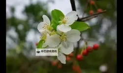 优质RB灌溉JY系统助力海棠高效生长与丰收