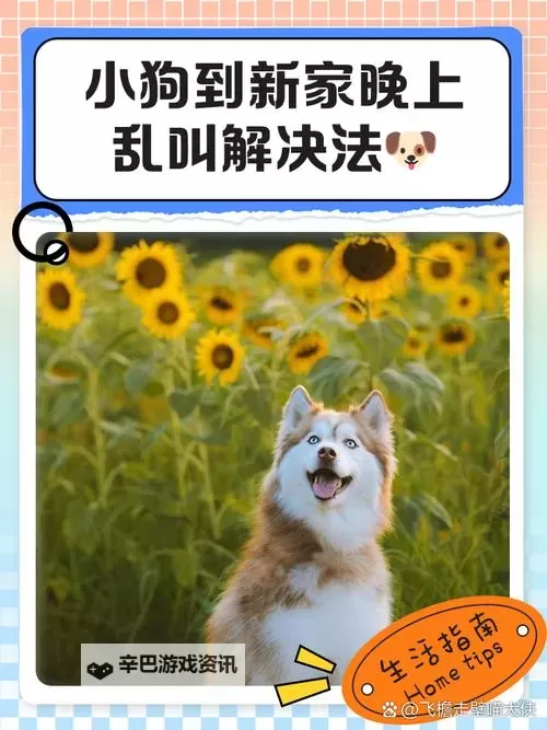 狗狗呼叫喵星如何双开 2021最新双开神器来袭图1