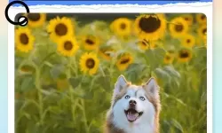 狗狗呼叫喵星如何双开 2021最新双开神器来袭