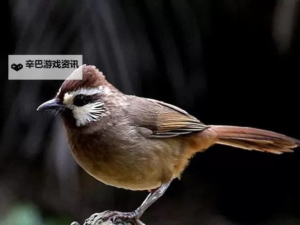 《潜行者2》荒野岛地图展示图1