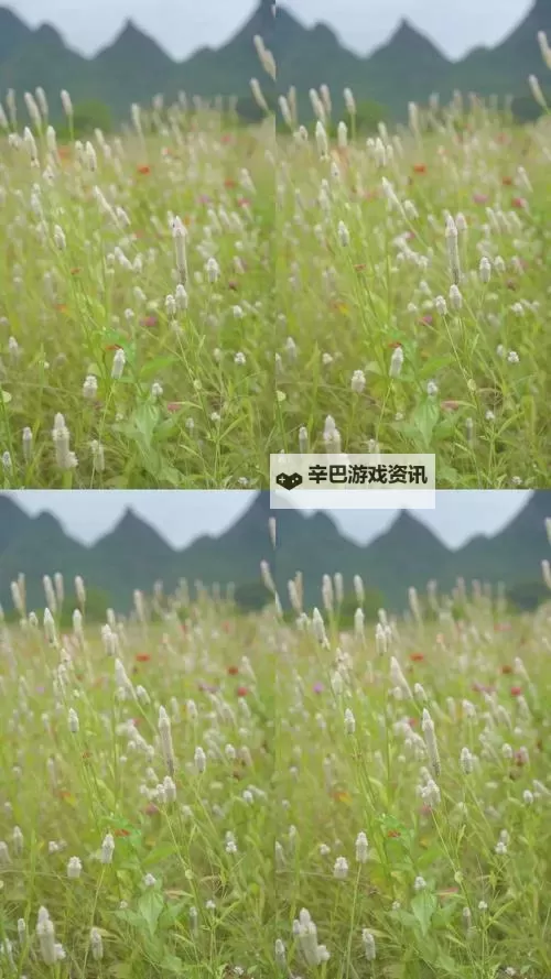 探索日本野花视频：春日中的自然之美图1