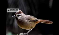 《潜行者2》荒野岛地图展示