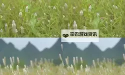 探索日本野花视频：春日中的自然之美