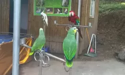 探索另类风景：色性色农村人动物园的奇趣之旅