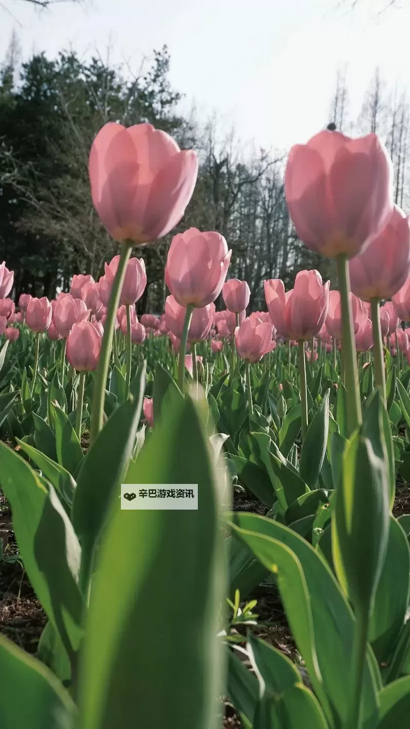 堕落之王 橙色匕首入手方法图1