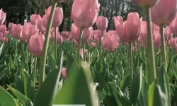 堕落之王 橙色匕首入手方法