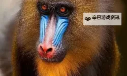 探索最新美国ZOOM动物：欢迎你的精彩世界