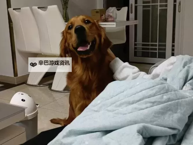 与自己养的金毛做7次：温馨宠物互动的美好时光图1