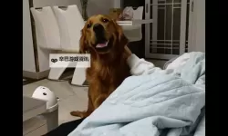 与自己养的金毛做7次：温馨宠物互动的美好时光