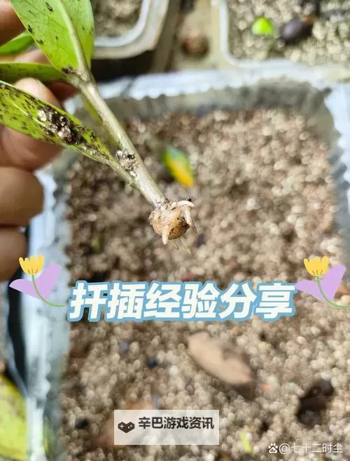 探索植物繁殖奥秘：在床上的72种扦插方法全攻略图2