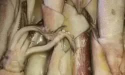 鱿鱼网进入官网BY2282：最新登录指南与安全提示