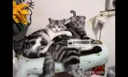 坐在上面摇是一种什么体验知乎：揭秘精彩瞬间与感官刺激