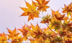 揭秘中国黑帮老大排名：最新权力格局大盘点