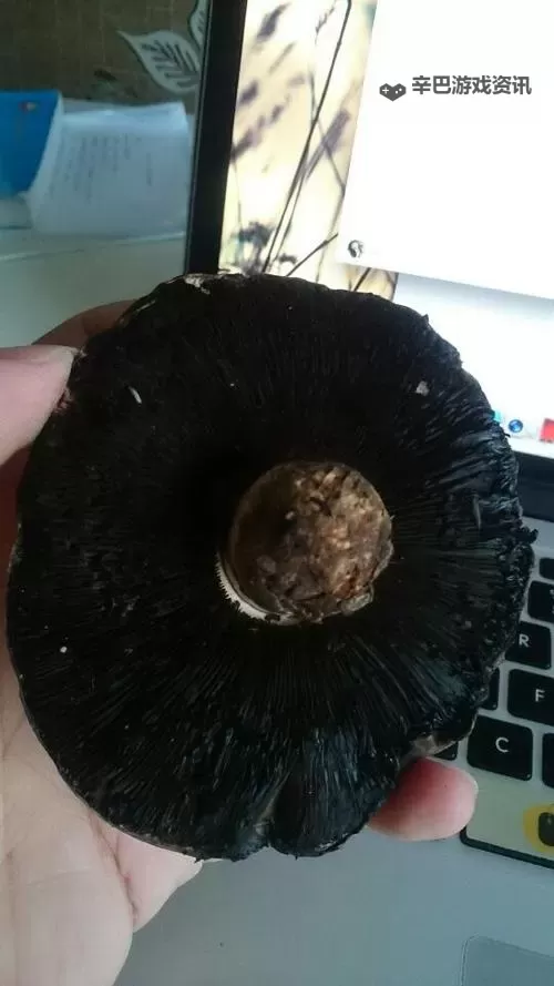 奇幻森林探险记:又大又黑又长的蘑菇头引领的神秘之旅图1