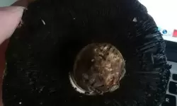 奇幻森林探险记：又大又黑又长的蘑菇头引领的神秘之旅