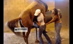 探索最新曰批免费视频资源，丰富你的观看体验