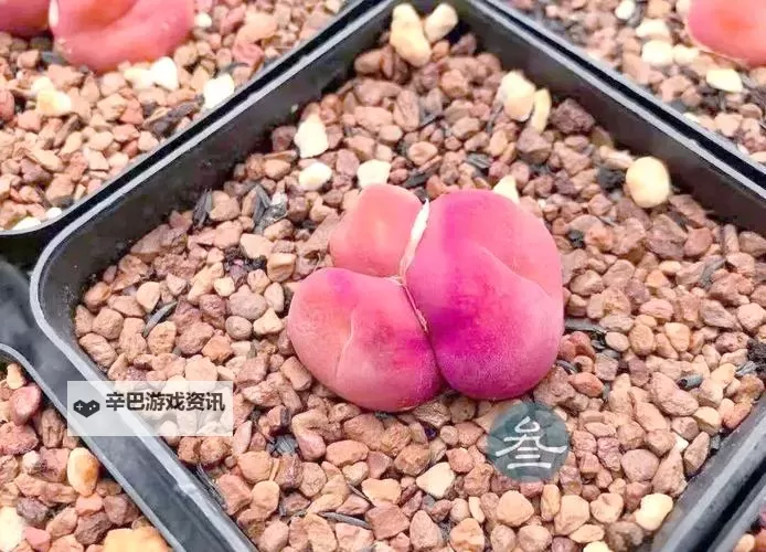 【新鲜上市】正宗水蜜桃1430.5，香甜多汁，品质一流！图1