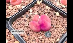 【新鲜上市】正宗水蜜桃1430.5，香甜多汁，品质一流！