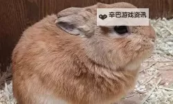 日韩丝足精品：极致诱惑的视觉盛宴