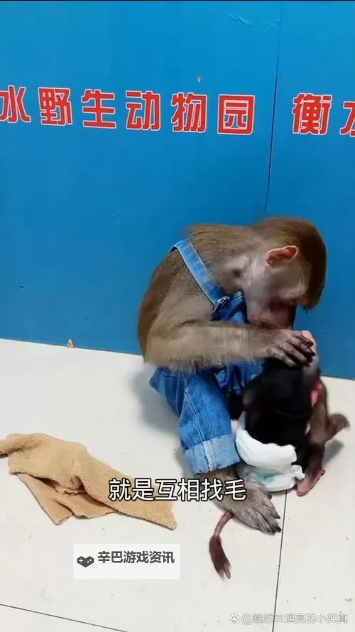 男生和男生在房间里一起生猴子：奇趣动漫创作的冒险故事图1