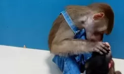 男生和男生在房间里一起生猴子：奇趣动漫创作的冒险故事