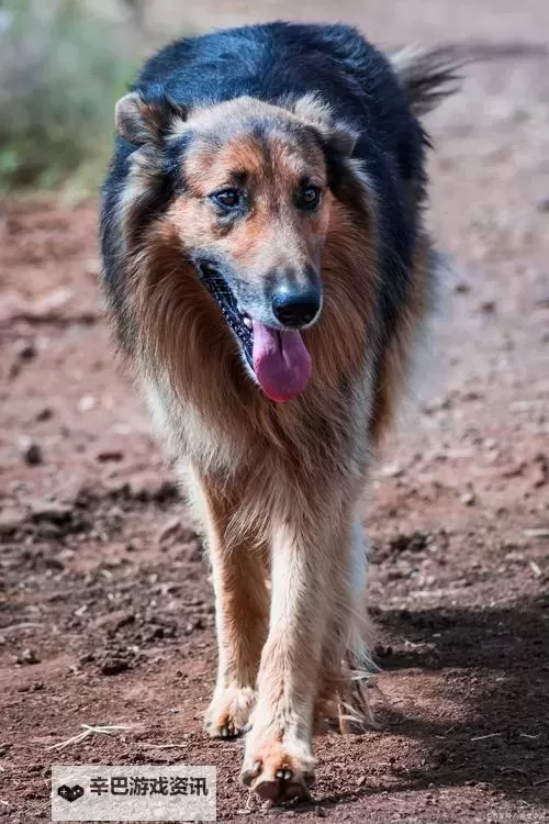 狗的又大又长：它为何成为宠物中的巨兽图1