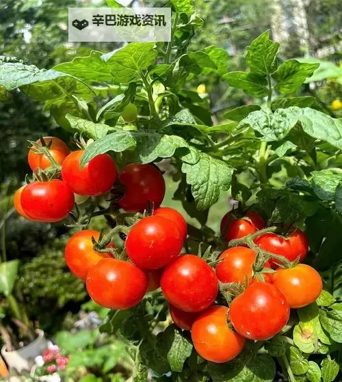 色农夫网:引领绿色农业的新风尚图1