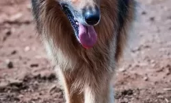 狗的又大又长：它为何成为宠物中的巨兽