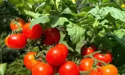 色农夫网：引领绿色农业的新风尚