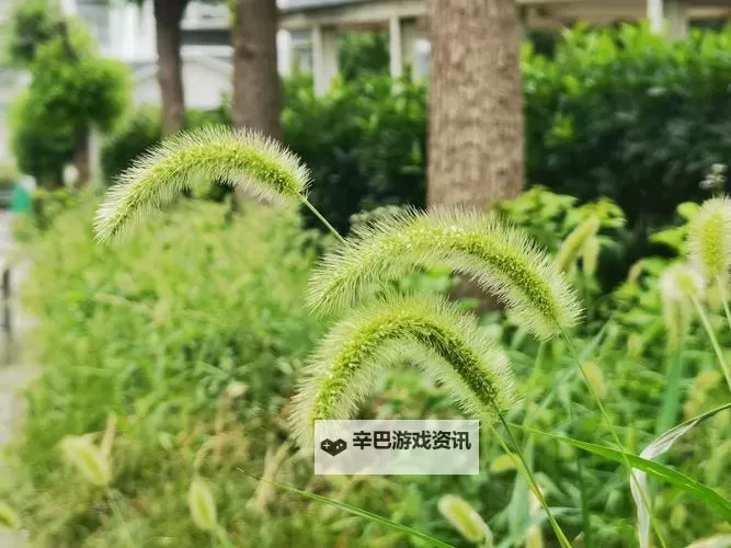 畅享精彩内容：草草视频在线观看推荐与攻略图1