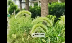 畅享精彩内容：草草视频在线观看推荐与攻略