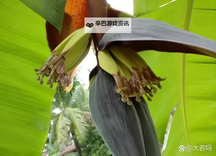 香蕉做受：甜蜜的情感与温暖的故事图1