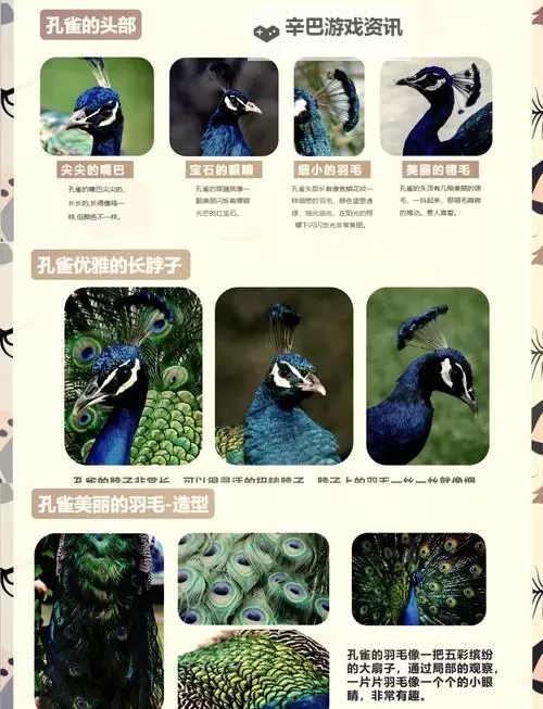 《文明7》孔雀特点介绍 孔雀特性一览图1