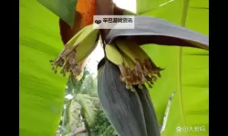 香蕉做受：甜蜜的情感与温暖的故事