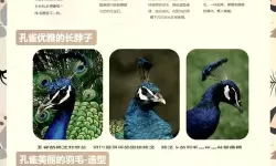 《文明7》孔雀特点介绍 孔雀特性一览