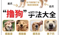 动物涨姿势电脑版下载 动物涨姿势电脑版的安装使用方法